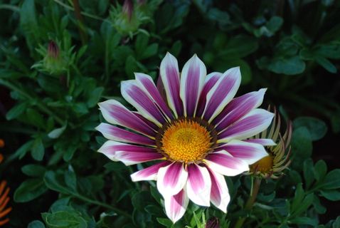 野生菊花图片 野生菊花图片