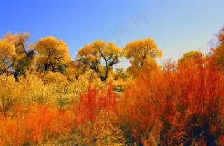 额济纳胡杨林风景图片