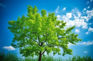 蓝天映衬下的绿树摄影图桌面壁纸