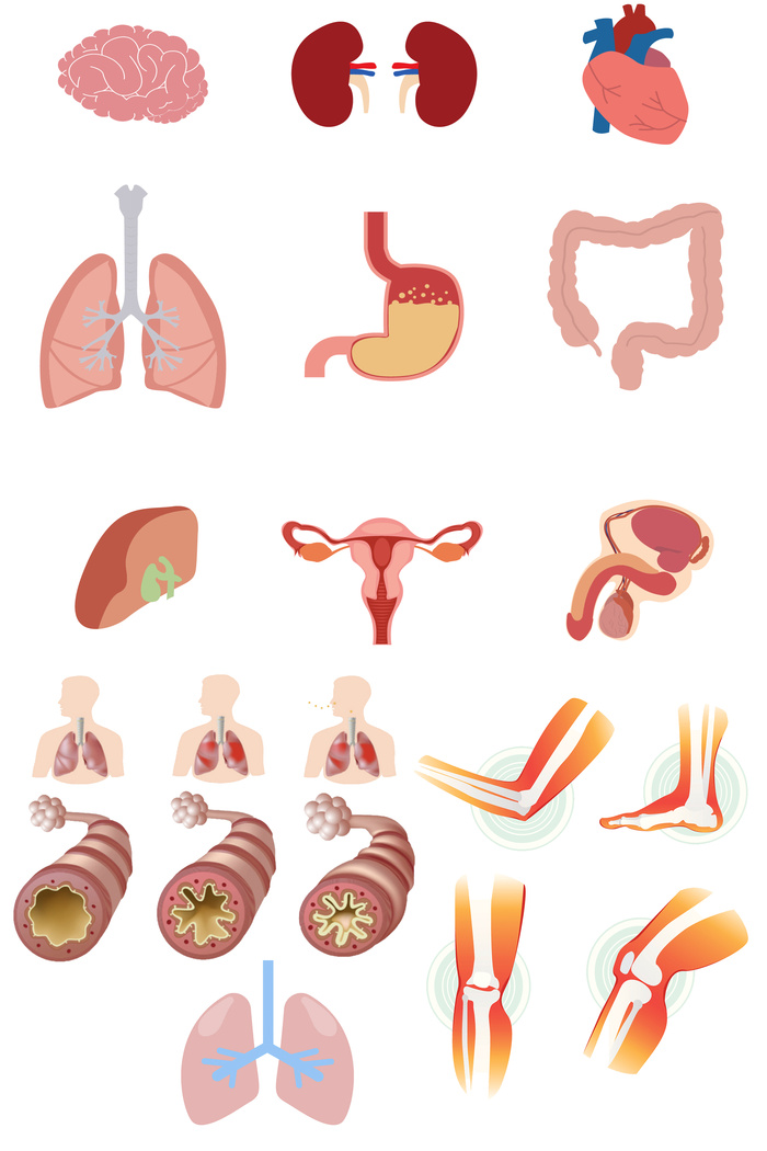 人体器官解剖图内脏插图psd模版下载