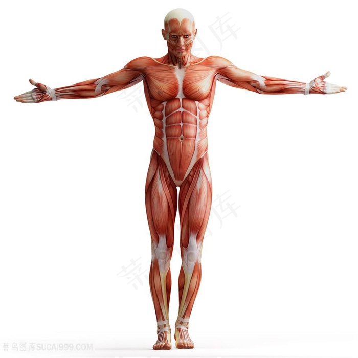 医学上人体肌肉组织高清图片