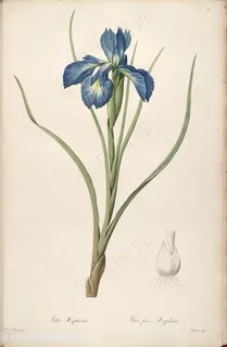 原版高清雷杜德蓝色花卉复古插画