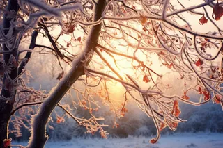 冬天树枝上的白霜雾凇摄影图