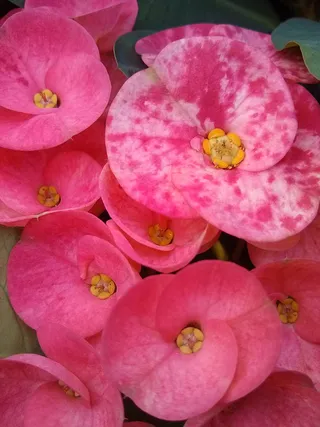 花朵 花束 植物 素材 (15)