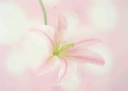 花草特写 889 花草特写 889