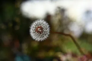 蒲公英户外特写背景图