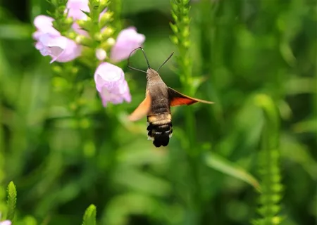 昆虫蜂鸟鹰蛾素材图片