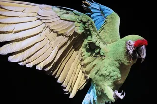 展翅鹦鹉图片