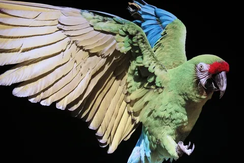 展翅鹦鹉图片 展翅鹦鹉图片
