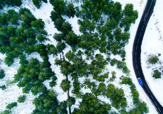 冬季白雪覆盖的树林高清素材