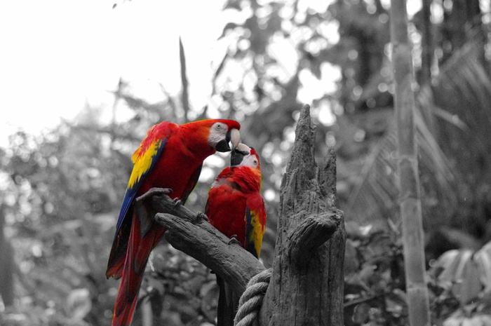 彩色金刚鹦鹉图片