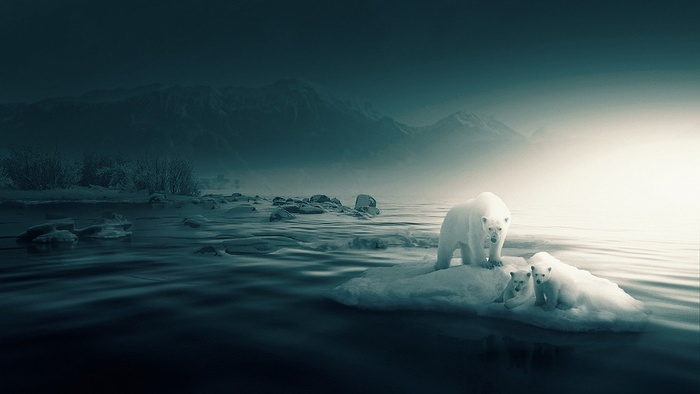 冬天北极熊背景风景