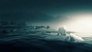 冬天北极熊背景风景