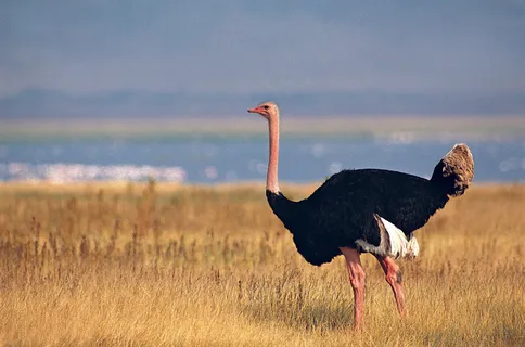 鸵鸟摄影高清图片
