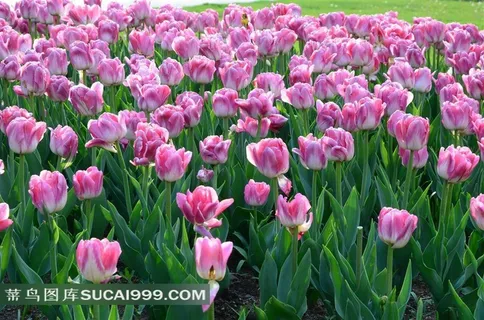 竞相开放的郁金香花丛