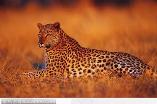 趴伏草地休息的豹子图片素材