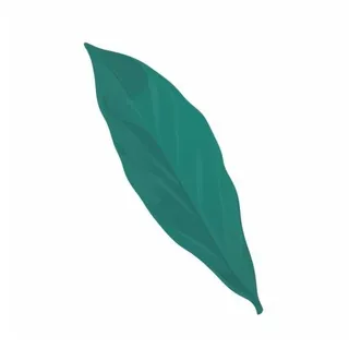 一片树叶png免抠