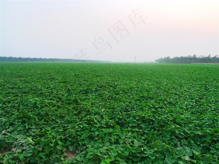 红薯地绿色植被地面图片
