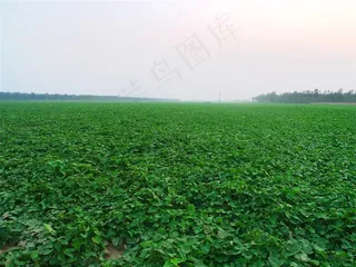 红薯地绿色植被地面图片