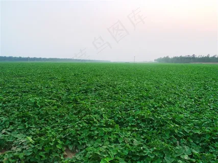 红薯地绿色植被地面图片 红薯地绿色植被地面图片