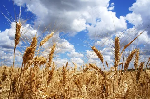秋季小麦丰收风景田园风光 秋季小麦丰收风景田园风光