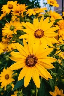 黄色花朵雏菊摄影图