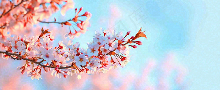 唯美粉色樱花花瓣春天浪漫梦幻蓝色，春分惊蛰摄影图(1712x704)