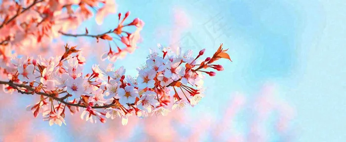 唯美粉色樱花花瓣春天浪漫梦幻蓝色，春分惊蛰摄影图(1712x704)