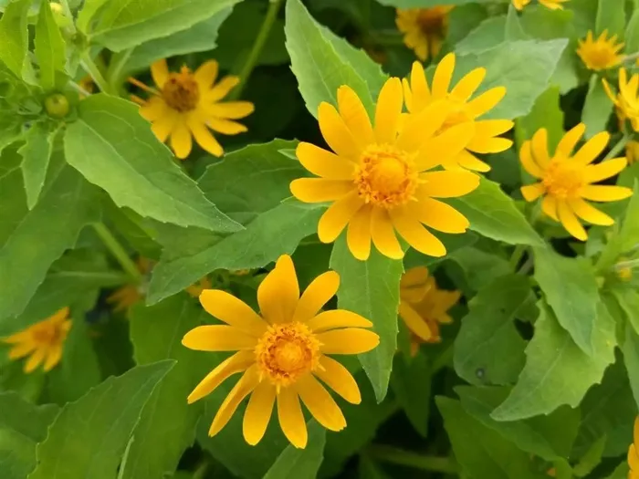 绿色植物中的花色野花