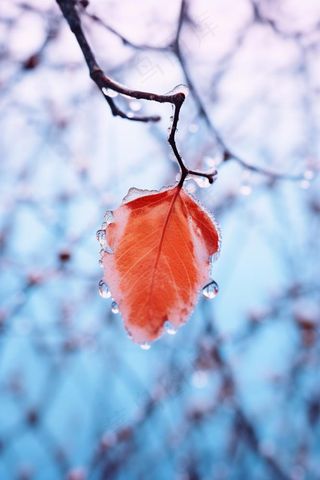 秋叶红色冰水珠背景