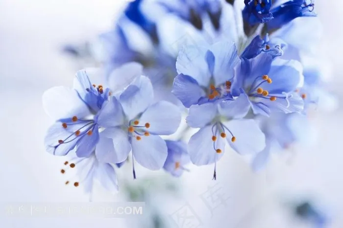 紫色的梅花图片下载