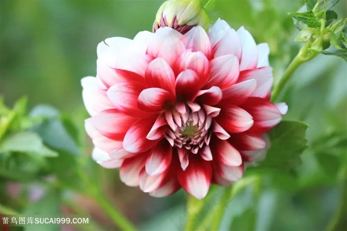 高清大丽花鲜花图片