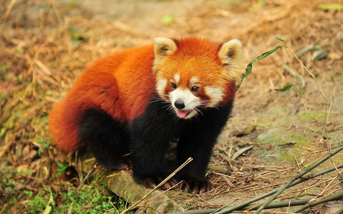 小欢熊   