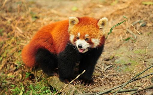 小欢熊    小欢熊