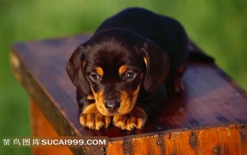 木箱上走神的小狗