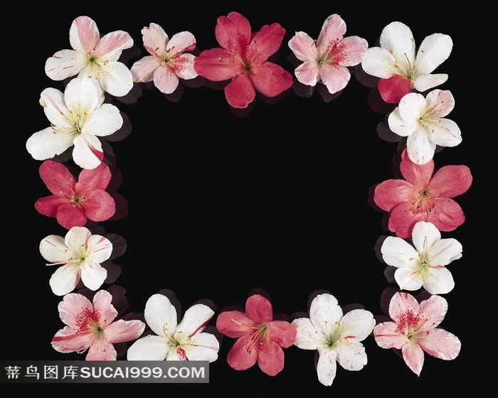 鲜花组成的花边素材