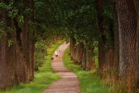 幽静树林里的小路
