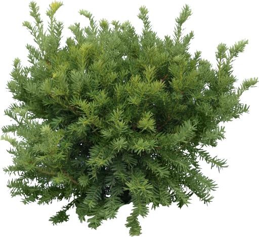 冷杉 PNG 图像免抠