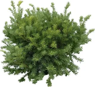 冷杉 PNG 图像免抠