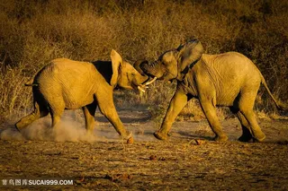 野生动物打架的两只泰国大象图片