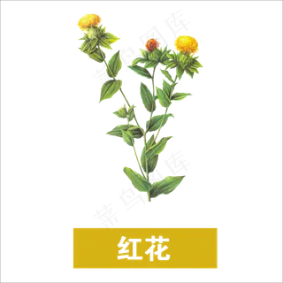 手绘草本中药药材红花