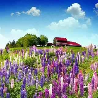 花海唯美风景图片