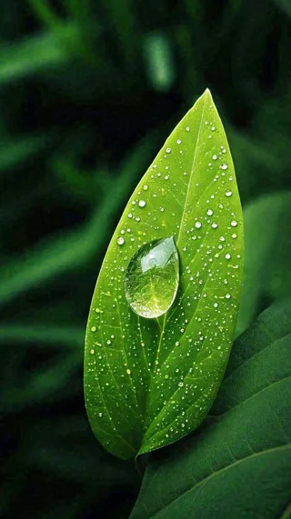 春天树叶草叶上晶莹剔透的水珠，雨水摄影图