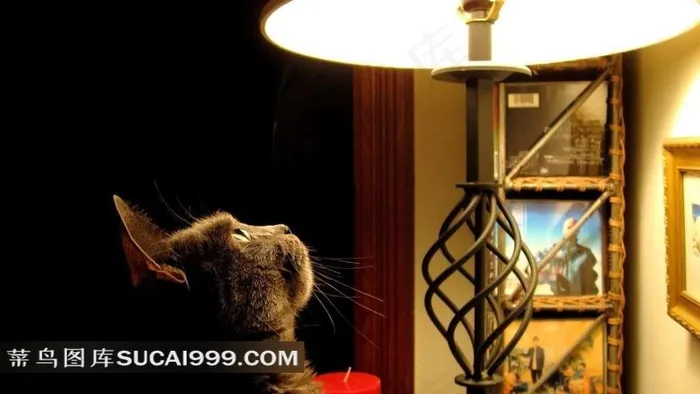 看着台灯的猫