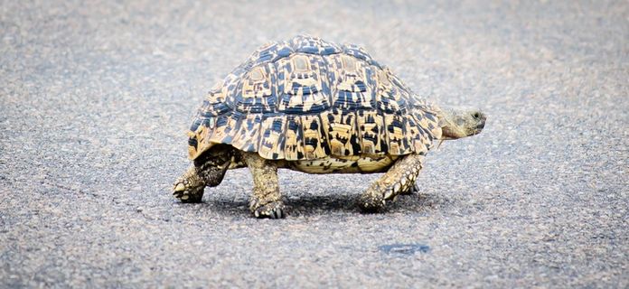 野生乌龟爬行图片