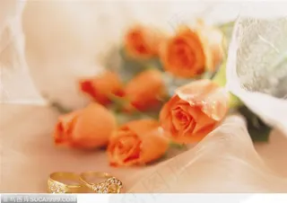 情人节物语-漂亮的粉色玫瑰