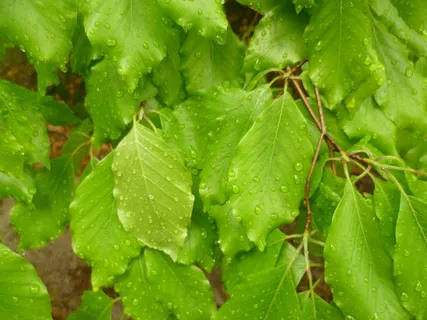 雨滴绿叶图片素材 雨滴绿叶图片素材