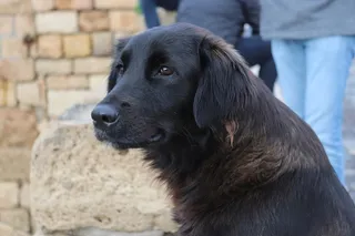 家养黑色小狗图片