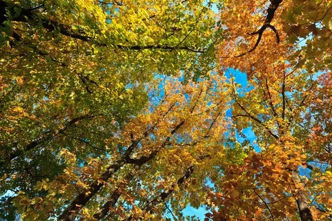 树叶树林风景画