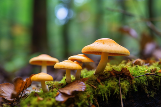 生长在苔藓的蘑菇摄影图
